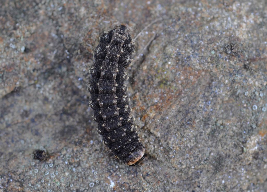 Bruco da id... Noctuidae, probabilmente Hoplodrina sp.